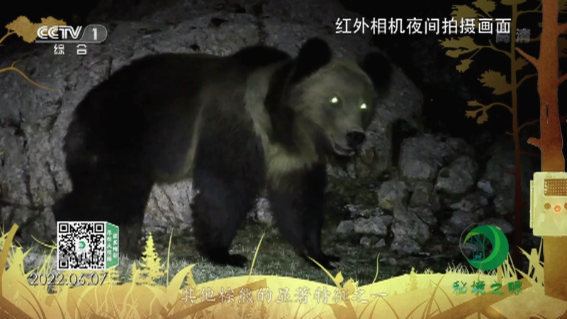 《秘境之眼》 西藏棕熊 20221227