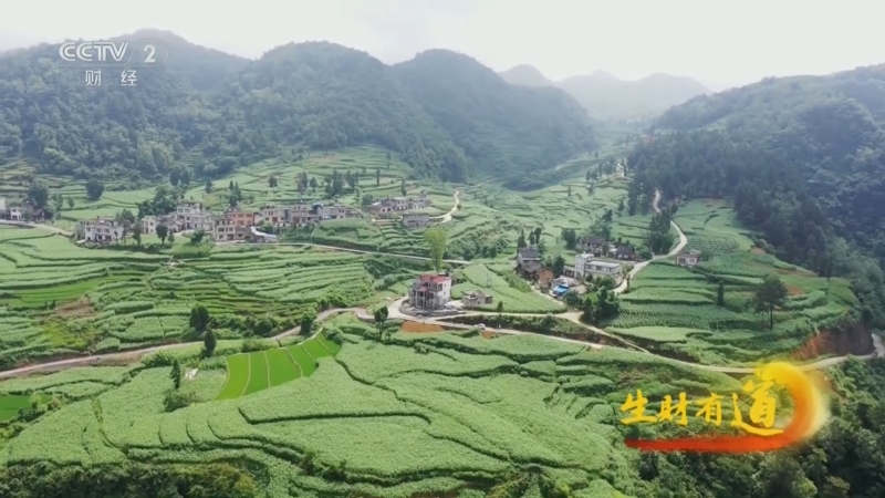 《生财有道》 20231211 西苗故里的神奇味道
