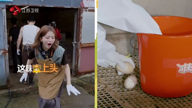 第5期预告：杨超越克服鹅味攻击，抓鹅一气呵成