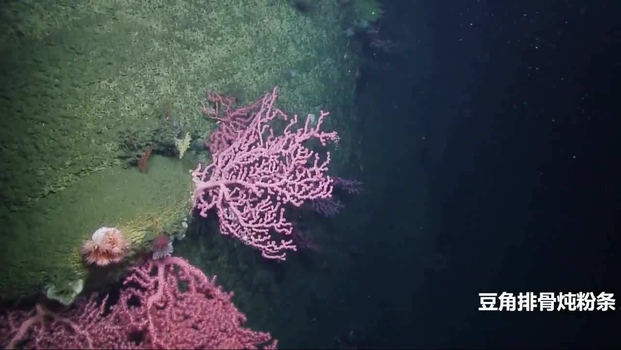 海底奇特生物，据说有外星人基因