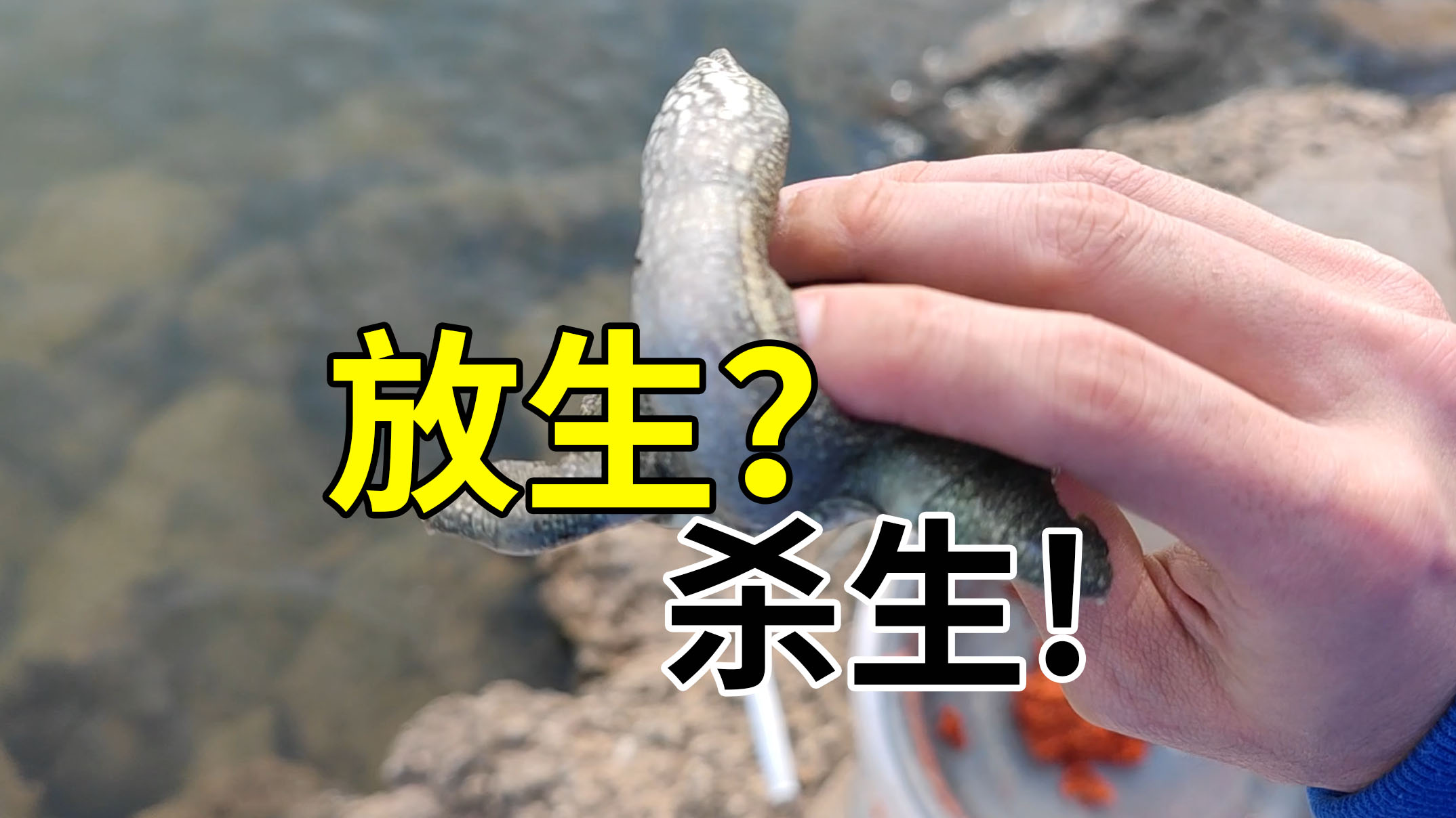 放生台附近都是快死的甲鱼，放生变杀生！缺德到爆！