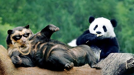 安第斯山脉的神秘生物：国宝大熊猫失散多年的兄弟