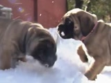萌萌小犬雪地戏耍