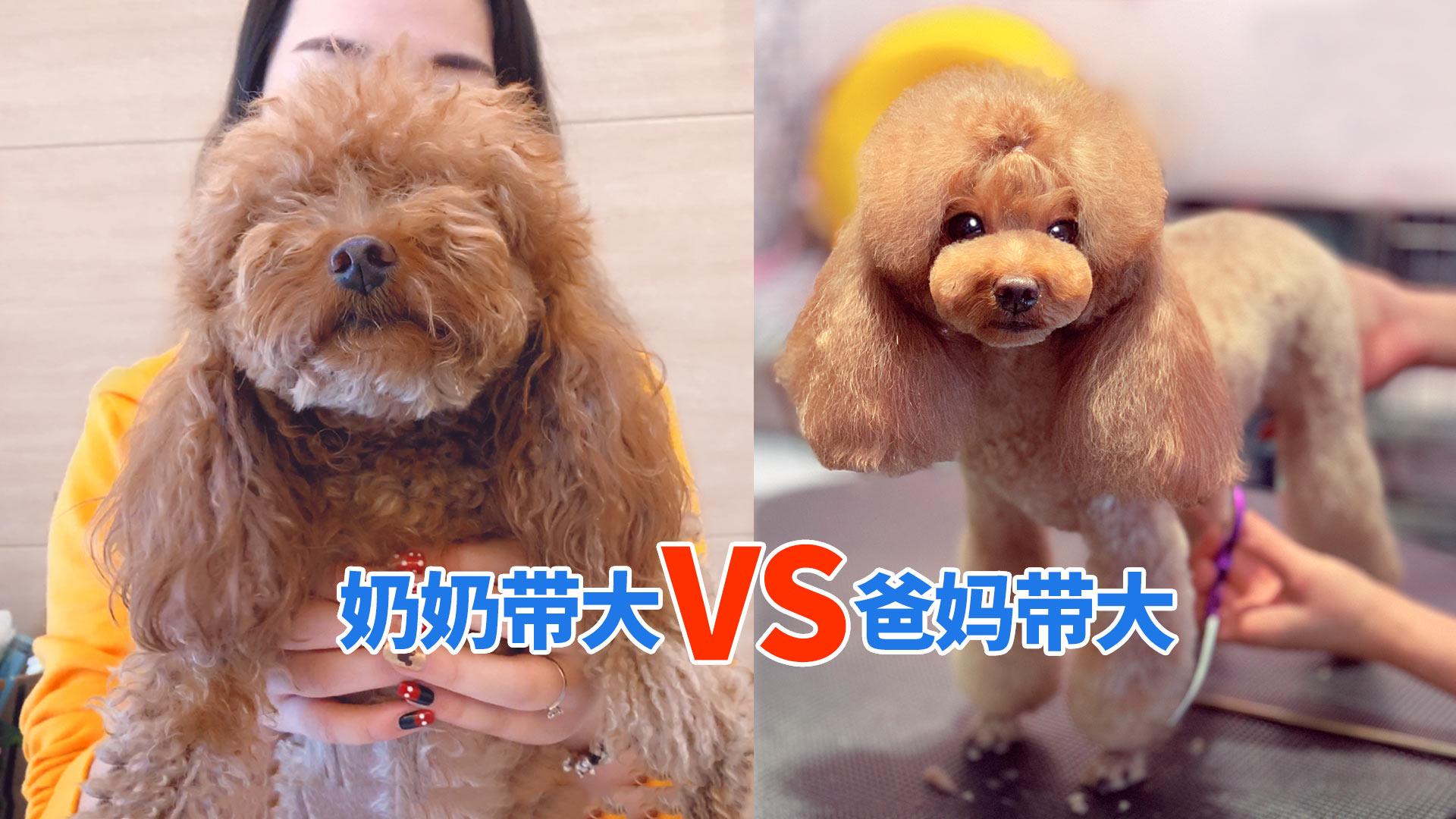 这是同一只狗狗吗？奶奶带大的和爸妈带大的区别咋那么大？