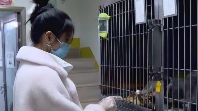 杨超越做实习医生撸猫手法太专业，安抚无毛猫好温柔