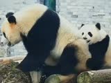 黄晓明为草草做“嫁妆”