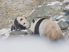 第11期：2022年第一場雪，大熊貓們會怎么度過這個寒冬呢？