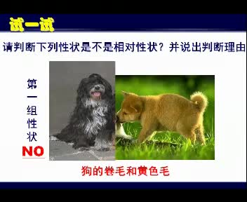 高中生物 性状与相对性状_clip