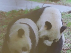 熊猫家园第1集 走近四川大熊猫栖息地