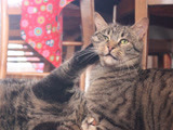 猫说猫话你根本听不懂