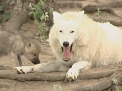 動物世界里的天生本性第9集：地面動物