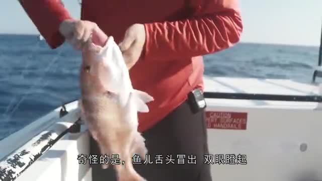 這魚什么野路子？這哥們滿臉猙獰，胳膊上“青筋暴起”都拉不動！