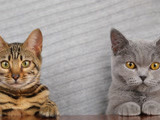 单身猫为何幸灾乐祸