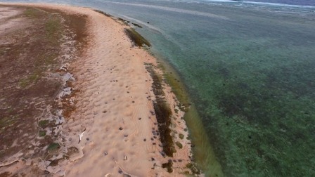 2萬多只海龜產卵奇觀 海龜媽媽產卵后遭虎鯊襲擊