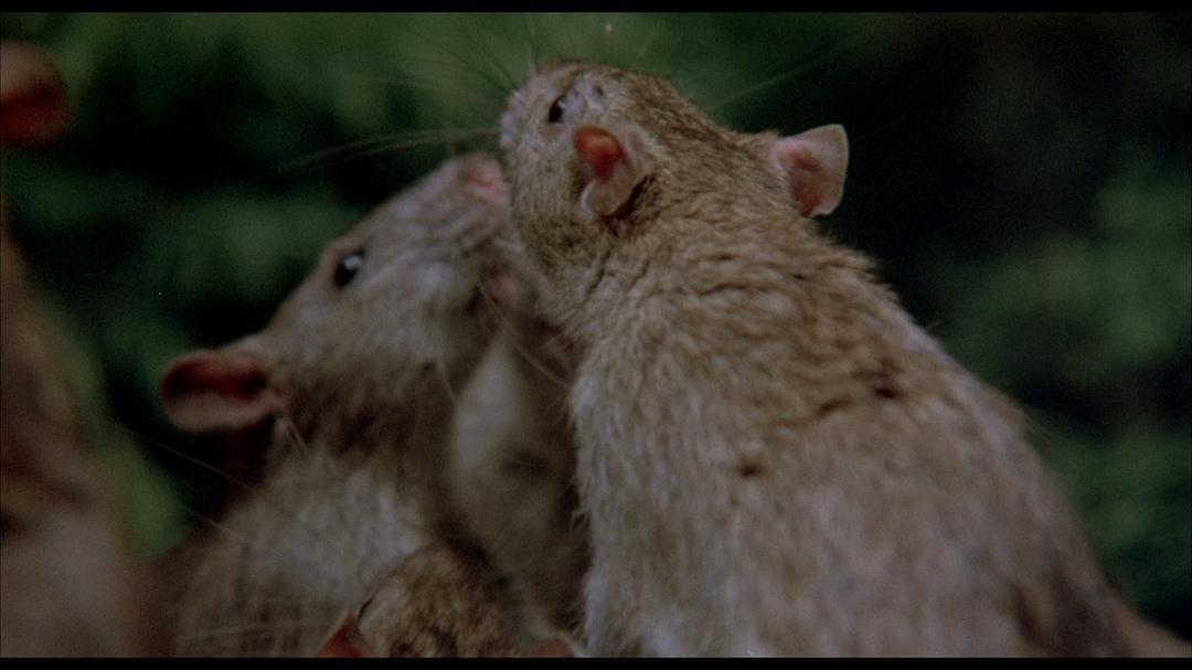 《猛鼠食人城(1976-高清电影-在线观看-搜狗影视
