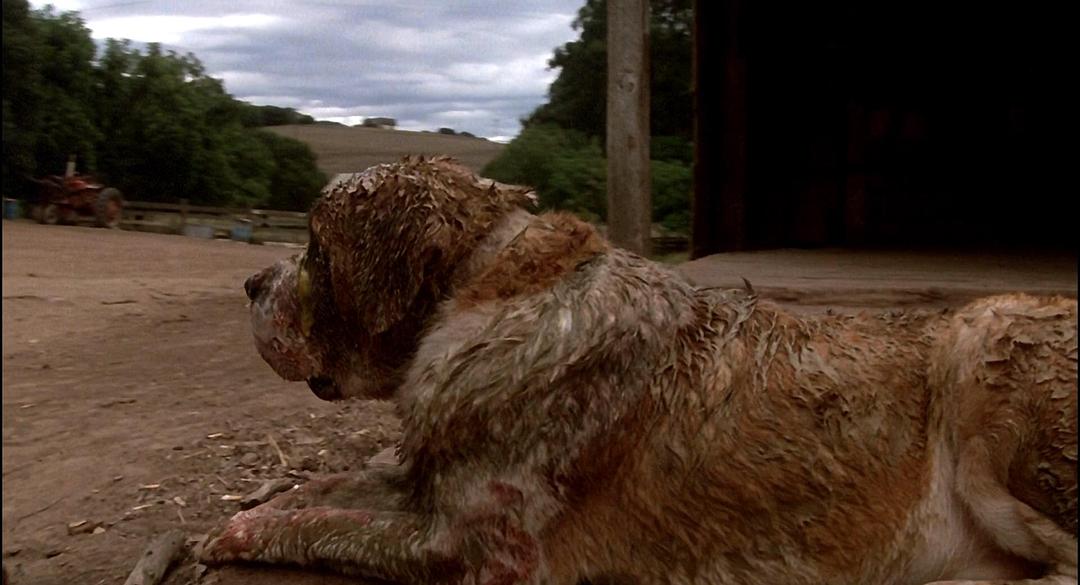 电影《cujo》bd高清版片源,可在线播放《cujo》全集版