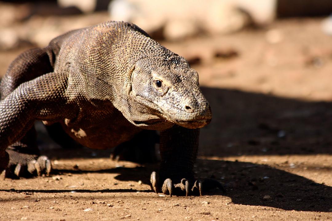 bbc自然世界:死亡之吻—科莫多巨蜥