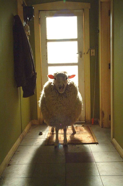 《疯羊 (2006)》-高清电影