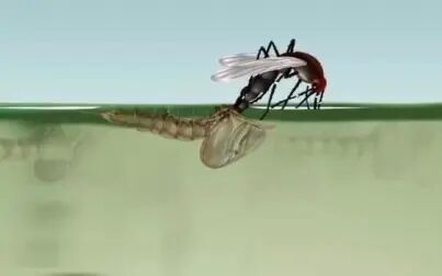 [图]蚊子的生命循环 Life Cycle of Mosquito