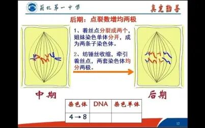 [图]高等植物细胞有丝分裂过程