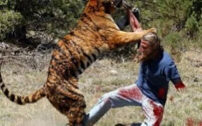 [图]几大老虎伤人事件Tiger Attacks Man - Lion vs Tiger Real Fight - HD