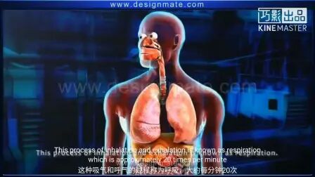 [图]呼吸系统-STD 07 _ Science - Respiratory System