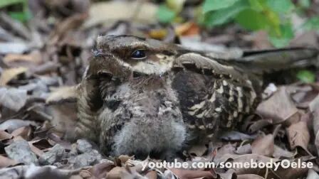 [图]夜鹰 Nightjar