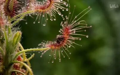 [图]《植物王国》里的高能瞬间