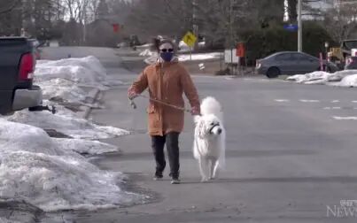 [图]This family dog saved her owner by stopping a car for help