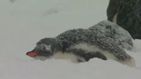 [图]《南极洲之梦 Antarctica Dreaming 》