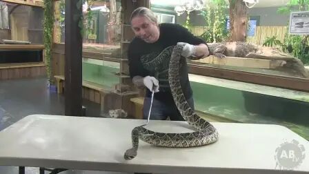 [图]最致命的毒蛇与白化鳄鱼[SnakeBytesTV]