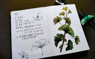 [图]【水彩】中草药图鉴~银杏