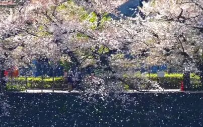 [图]一定要和喜欢的人看一次樱吹雪~