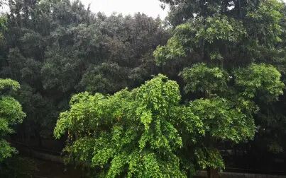 [图]夏日午后公园的落雨