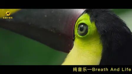 [图]你一定听过的BGM系列二《Breath And Life》(呼吸与生命)史诗级