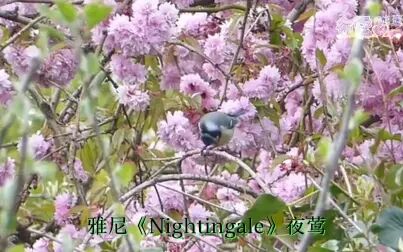 [图]震撼心灵的新世纪音乐 高品质 最美纯音乐 雅尼《Nightingale》夜莺