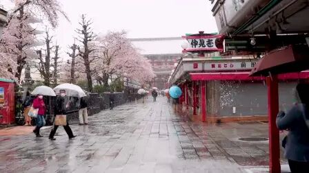 [图]云赏樱花 雪中樱TOKYO【Cherry blossoms】Spring Snow in Tokyo