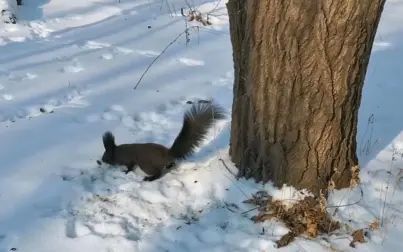 [图]《雪霁·东林》