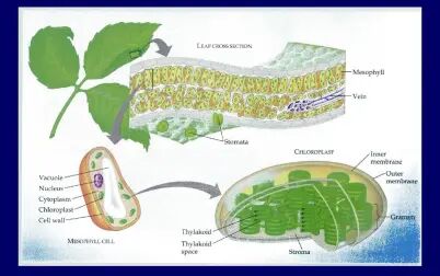 [图]吴相钰《陈阅增普通生物学》知识点详解