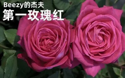 [图]第一次脸红/第一玫瑰红=洛丽塔=美瑙岛香氛=彼得·梅尔