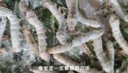 [图]蚕宝宝一生中最后一次脱皮