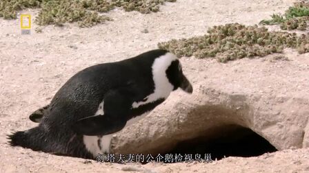 [图]生肉 中文字幕《企鹅成长记 Penguins Under Siege》