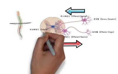 [图]【药理学】自主神经系统 Autonomic Nervous System