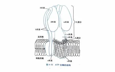 [图]三句话,让质子推我转了18万圈【生物化学】