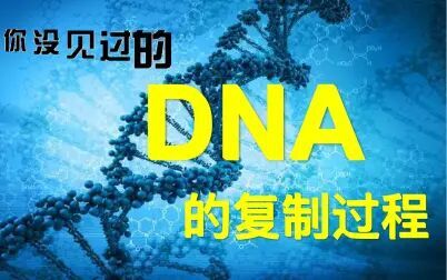 [图]DNA的复制过程