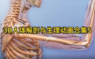 [图]【医学科普】3D人体解剖与生理动画合集5