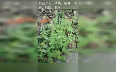 [图]身边常见中草药植物