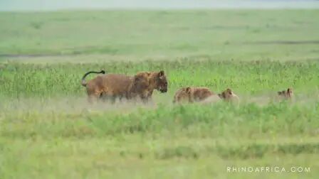 [图]【非洲狮子】King of the Jungle - in 30 Seconds