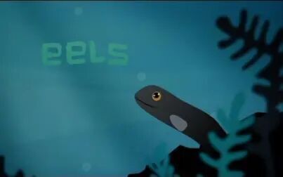 [图]【Ted-ED】鳗鱼伊莱的神秘迁徙 Eli The Eel A Mysterious Migration