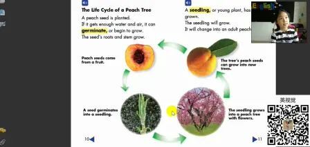 [图]The life cycle of a peach tree ”大胆出错“ 学英语04